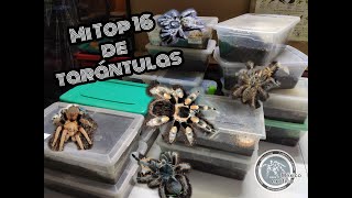 Mi Top 16 de tarántulas