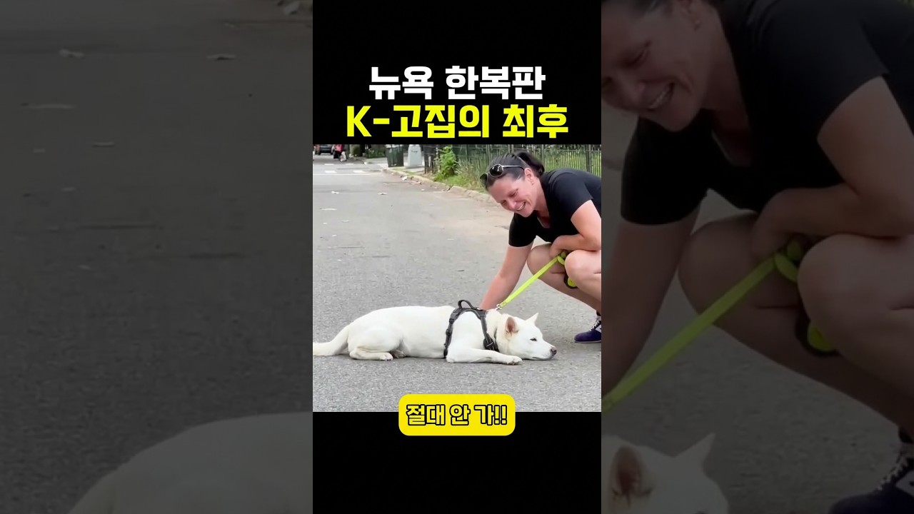 뉴욕 한복판에서 K-고집 진돗개한테 털린 외국인의 최후 ㅋㅋㅋ