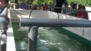 Boat Ride With Dolphin Tricks At Theatre Of The Sea, Fl Keys