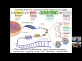 MIT CompBio Lecture 08 - Epigenomics