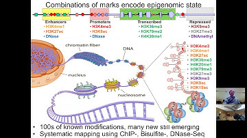 MIT CompBio Lecture 08 - Epigenomics