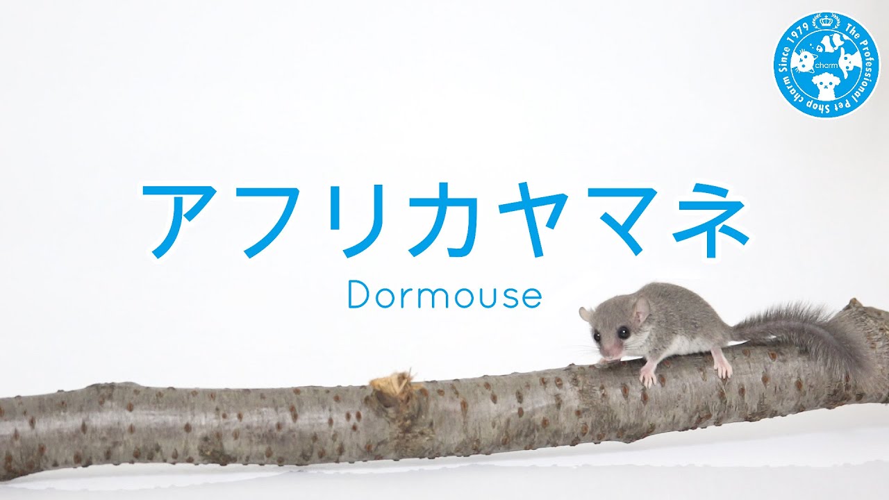 チャーム】アフリカヤマネ Dormouse ヤマネ charm動画 - YouTube