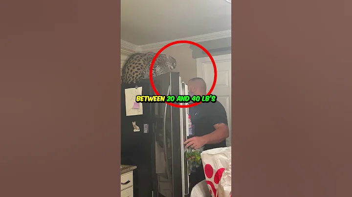 Watch the video about Big cat as a pet (The ending made me laugh) #shorts