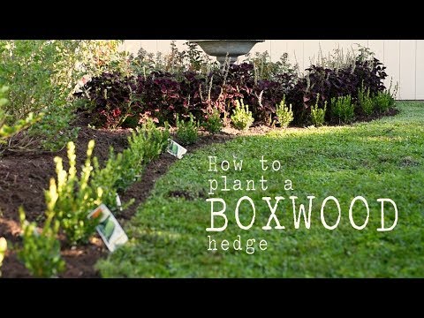 Video: Mengidentifikasi Hama Umum Boxwood: Tips Mengobati Serangga Di Boxwoods
