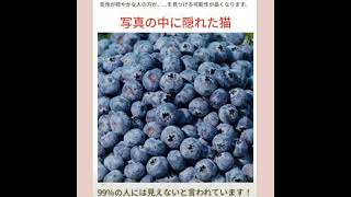 見つけられない！！みなさんわかりました？#ブルーベリー#猫#探すゲーム#知恵 screenshot 2