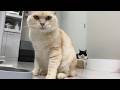 慌ただしい現代人へボス猫からのメッセージ