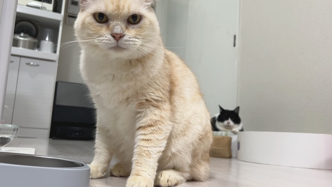 慌ただしい現代人へボス猫からのメッセージ