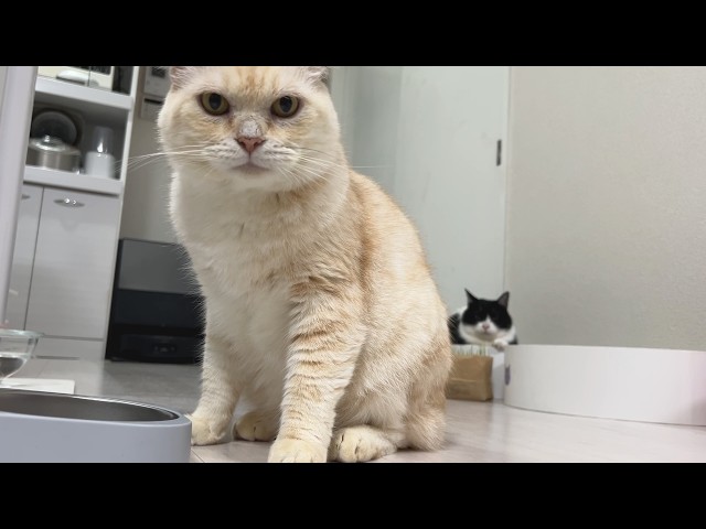 A Message from the Boss Cat to All You Busy Modern Folks - YouTube