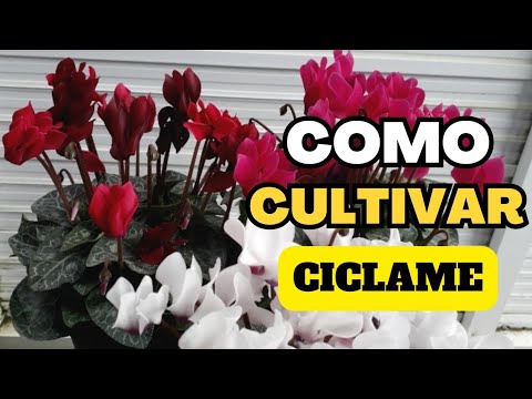 como cuidar de ciclame - thptnganamst.edu.vn