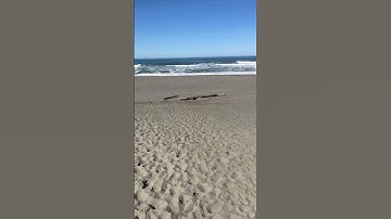 Dadadada THE (Pacific) OCEAN #beach #waves #beachday #ocean