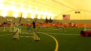 Schmutzy - JAG - Steeple Chase 8.8.09.AVI