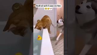 बिल्ली को पानी में धक्का दे दिया..😂😺🐶 | funny cats | #funny #shorts #comedy #trending #viral #cats