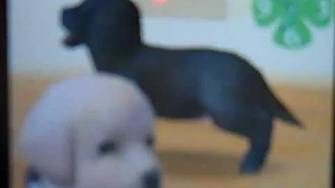 How to breed your Nintendogs: Part 2 (it really WORKS!)