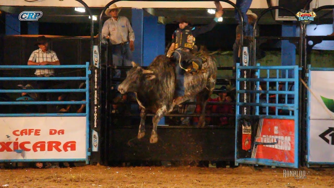 cavalos de raça Rodeio de Pacaembu 2018 - SÁBADO / MELHORES TOUROS