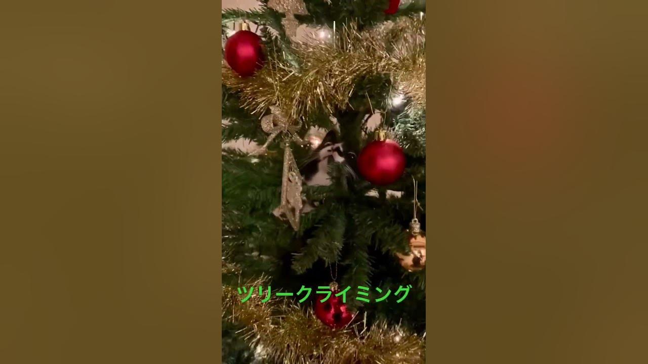 クリスマスツリークライミング 猫 クリスマスツリー Youtube