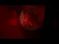 Caperucita roja: El lobo nos persigue
