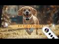 ⚡ Best Shock Collar for Small Dogs! Ultra-Light 1300ft Remote Training Collar 🐶