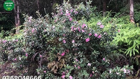 Hoa sim tím bệ 10 thân bầu to rễ tơ nhiều