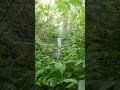 Forest Taro Tropical