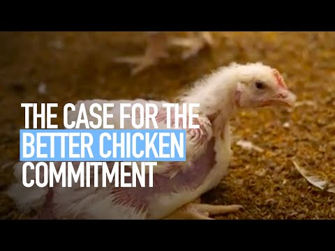 The Case For The Better Chicken Commitment