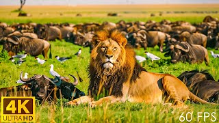 African Wildlife: The Great Migration of Wild Animals - Soothing Relaxing Music | 4K Ultra HD 60 FPS