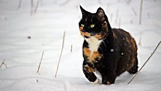 Jesse Gallagher - The Snowbird Strut