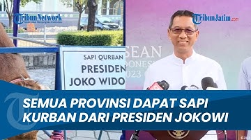 Idul Adha 1444 H, Presiden Joko Widodo Salurkan Sapi Kurban ke 38 Provinsi, Bahkan ke Provinsi Baru