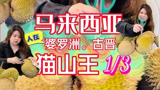 ✂️ 對決貓山王【1\/3】✨ 馬來西亞榴蓮🇲🇾太香了～黃金美食貓山王🤤 統統給我撬開它❗️