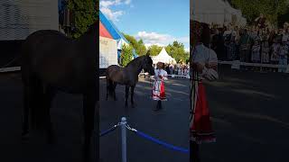 Выставка лошадей, парк Дружба, 30 июля 2023 года, Вятская лошадь
