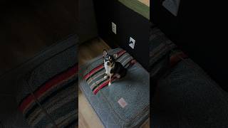I moved the dog beds to vacuum and look what they did #shorts #chihuahua #cutedog