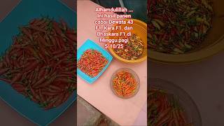 Alhamdulillah ini hasil panen bareng Cabai Dewata 43 F1, Kara F1&amp; Bhaskara F1 di Minggu pagi 5/10/25