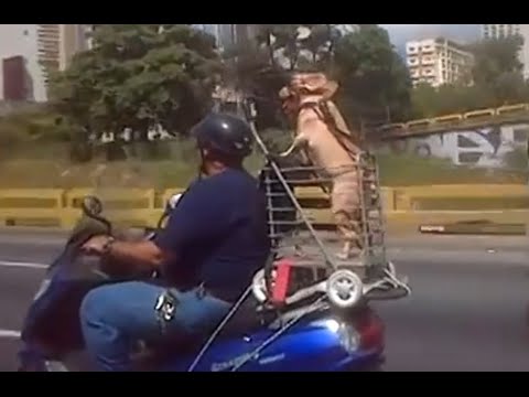 Funny Dogs Riding On Motorcycles Compilation