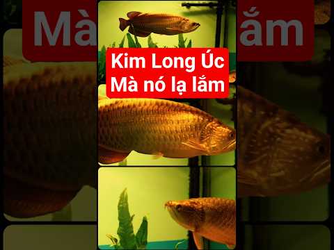 Định nghĩa Cá Rồng Kim Long Úc mà anh em chưa từng nghĩ đến