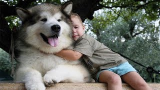 Alaskan Malamute Playing With Kids