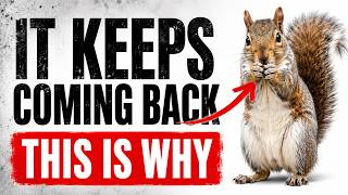 If a Squirrel Keeps Coming Back to You Every Day, This Is What It Really Means