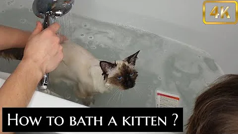 Video 1283971: kitten bath, bath wash, kitten scared, birman kittens