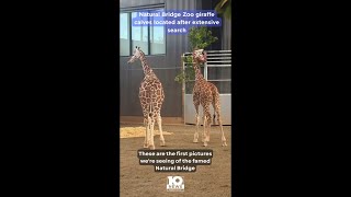 Natural Bridge Zoo giraffe calves located after extensive search