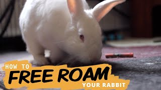 How (and why) to Free Roam Your Rabbit