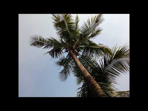 Sobuj Patay By Romana Islam 