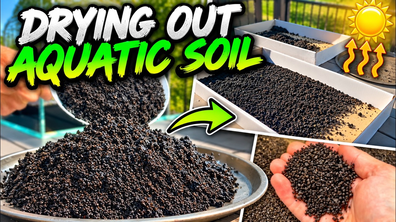 DIY AQUATIC SOIL RECYCLING! I Dried It Out & Reused It