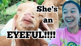 FARM ANIMALS, KUMUSTA, Ok pa ta ani?| TAGA-BUKID|Farm Life | Episode 3 by An, The Farmer  160 views 3 months ago 5 minutes, 44 seconds