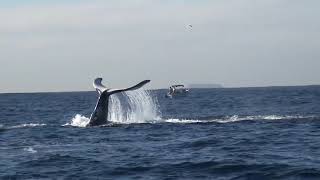 Spectacular Whale watching in Sydney Australia