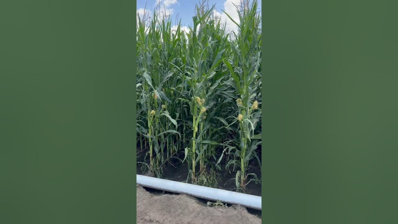 What 300 bushel corn looks like YouTube