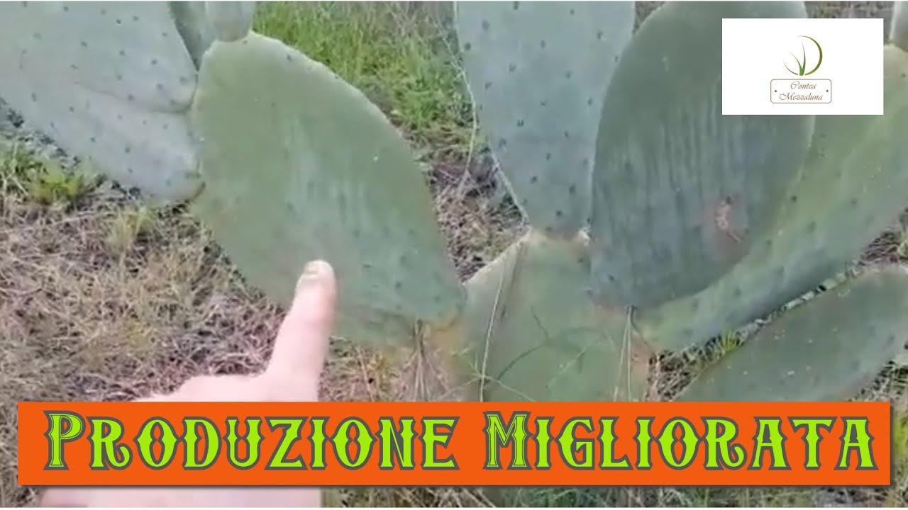 Potatura fichi d'india-prima parte