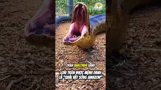 Loài Trăn Được Mệnh Danh Là Quái Vật Sông Amazon