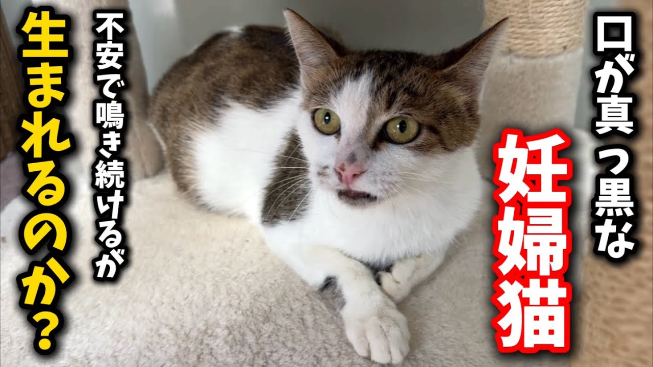 Karen Hoepting カレンホイプティング猫 Karen Hoepting