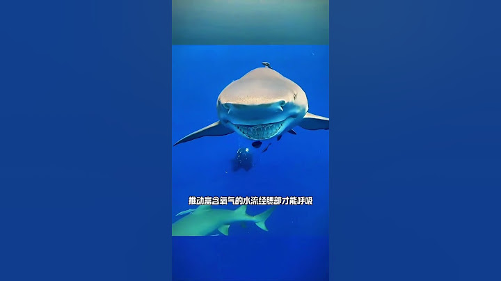 为什么鲨鱼会静止不动#科普 #知识 #冷知识