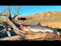 BIG TROUT Fishing & ANIMAL ATTACK on my Property!!! (Catch & Cook)