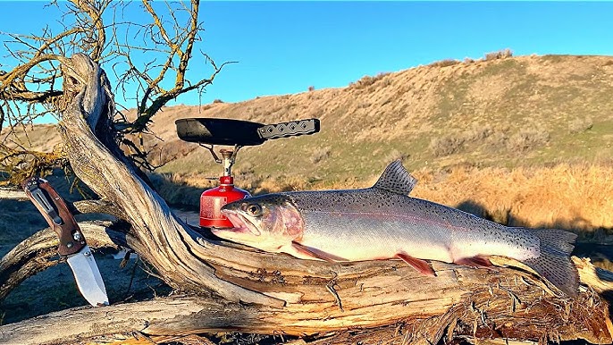 SOLO Trout Fishing REMOTE RIVER with my DOGS!!! (Catch & Cook) 