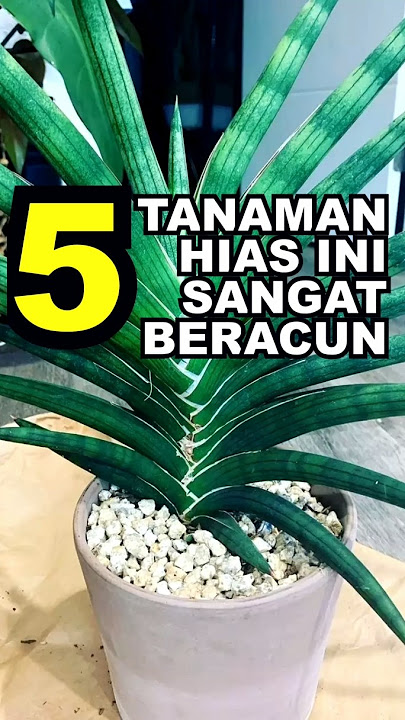 5 Tanaman Hias Beracun Yang Ada di Sekitar Kita